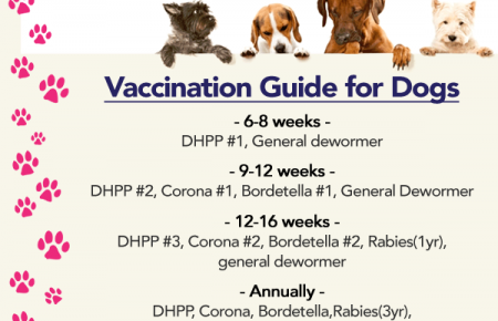 زمان صحیح واکسیناسیون سگ ها