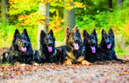 آموزش و تربیت سگ : نگرش اجتماعی سگها