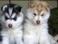 cute siberian husky puppies