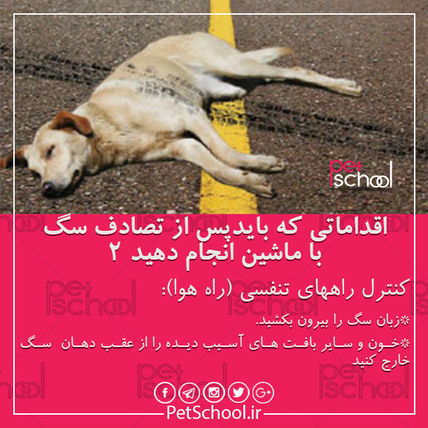آموزش و تربیت سگ : اقداماتی که بایدپس از تصادف سگ 2