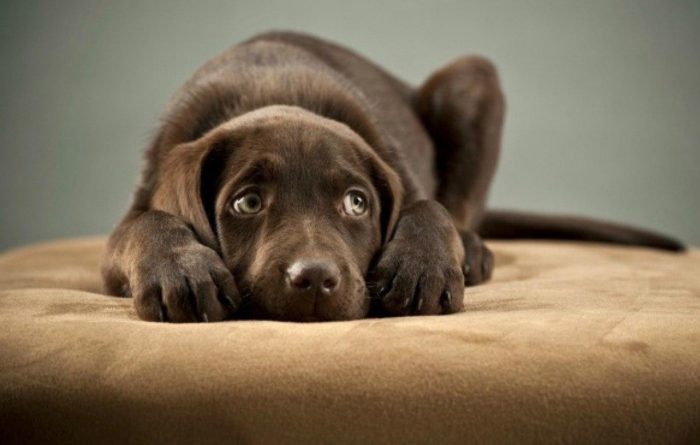 آموزش سگ : علائم استرس در سگ ها